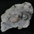 Fossil Gastropod (Cyclonema) With Bryozoan - Ohio #14392-2
